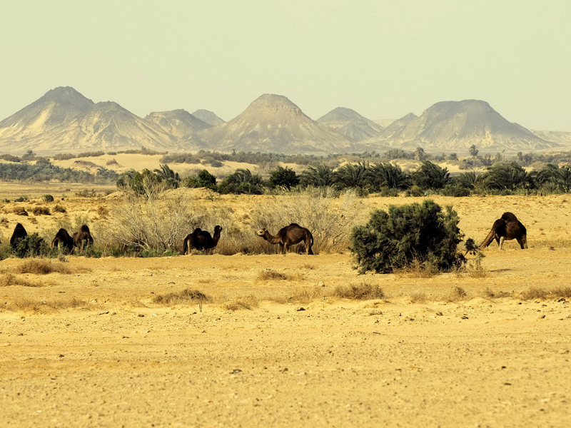 dromedaries-breeding-bahariya